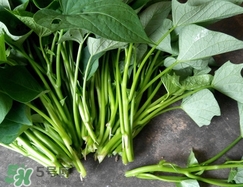 苕尖可以放冰箱保存嗎?苕尖能放冰箱保存幾天? 苕尖可以放冰箱保存嗎?苕尖能放冰箱保存幾天?