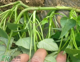 苕尖可以放冰箱保存嗎?苕尖能放冰箱保存幾天? 苕尖可以放冰箱保存嗎?苕尖能放冰箱保存幾天?