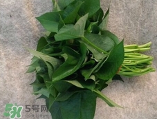 苕尖可以放冰箱保存嗎?苕尖能放冰箱保存幾天? 苕尖可以放冰箱保存嗎?苕尖能放冰箱保存幾天?