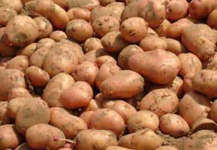 馬鈴薯是土豆嗎？馬鈴薯是土豆還是紅薯？