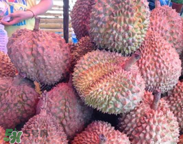 紅心榴蓮好吃嗎？紅心榴蓮和普通榴蓮哪個好吃?
