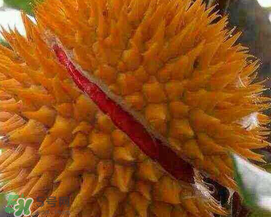 紅心榴蓮好吃嗎？紅心榴蓮和普通榴蓮哪個好吃?