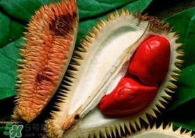 紅肉榴蓮是什么品種？紅色的榴蓮是什么品種？