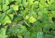 菜瓜怎么炒好吃？菜瓜怎么做好吃