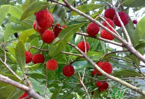 楊梅和西瓜能一起吃嗎？西瓜可以和楊梅一起吃嗎？