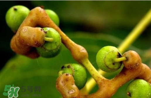 萬壽果多少錢一斤2017？萬壽果什么時(shí)候成熟