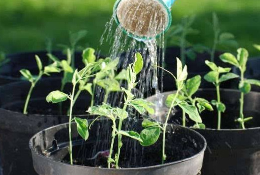 茶葉水可以澆花嗎？茶葉水能澆花嗎？