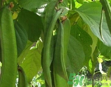 刀豆是蔬菜嗎？刀豆是蔬菜還是糧食？