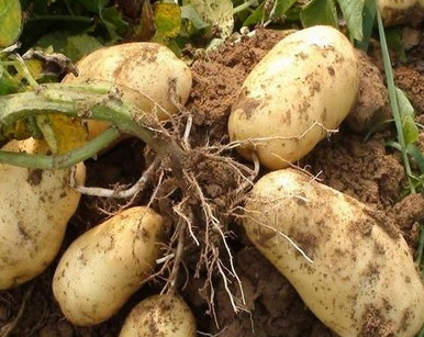 馬鈴薯是土豆嗎？馬鈴薯是土豆還是紅薯？