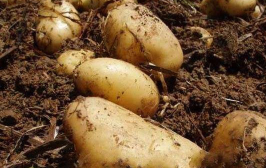 馬鈴薯怎么保存不發(fā)芽？馬鈴薯如何保存不變綠