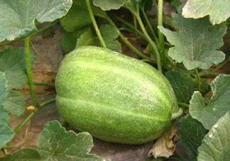 菜瓜到底是不是黃瓜？ 菜瓜和黃瓜的區(qū)別