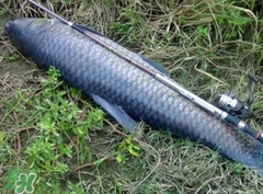 釣青魚怎么調(diào)漂圖解？釣青魚最佳調(diào)漂是幾目