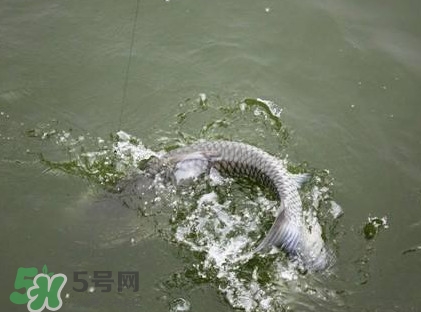 釣青魚怎么調(diào)漂圖解？釣青魚最佳調(diào)漂是幾目