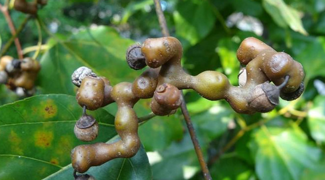 拐棗什么時(shí)候成熟？拐棗是什么樣的呀