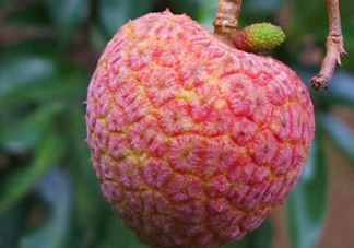 ? 掛綠荔枝多少錢一個？掛綠荔枝多少錢一斤2017