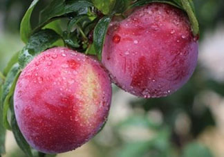 脆紅李什么時候成熟？脆紅李幾月成熟？