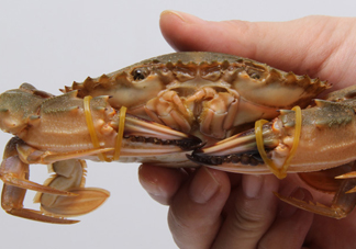 花蓋蟹什么時(shí)候最肥？花蓋蟹幾月份最肥