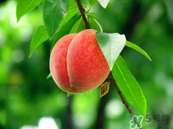 楊梅和桃子能一起吃嗎？楊梅和油桃能在一起吃嗎？