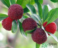 楊梅和桃子能一起吃嗎？楊梅和油桃能在一起吃嗎？