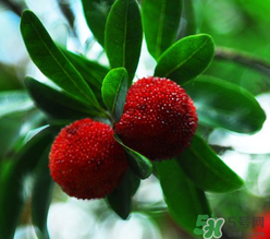 楊梅和桃子能一起吃嗎？楊梅和油桃能在一起吃嗎？