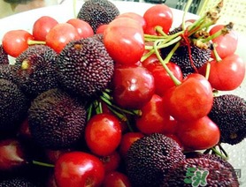 楊梅和櫻桃能一起吃嗎？楊梅可以和櫻桃一起吃嗎？