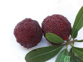 楊梅和櫻桃能一起吃嗎？楊梅可以和櫻桃一起吃嗎？