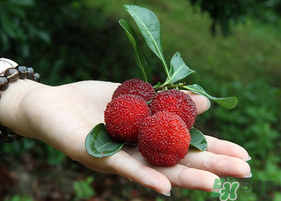 楊梅和枸杞可以一起泡酒嗎？楊梅和枸杞泡酒的功效