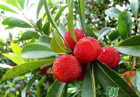 楊梅和荔枝能一起吃嗎？荔枝和楊梅能一起吃嗎？