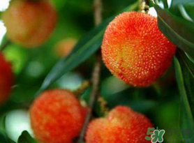 楊梅和荔枝能一起吃嗎？荔枝和楊梅能一起吃嗎？