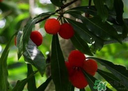 楊梅和香蕉能同時(shí)吃嗎？楊梅能和香蕉一起吃嗎？