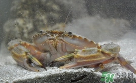 花蓋蟹什么時候最肥？花蓋蟹幾月份最肥