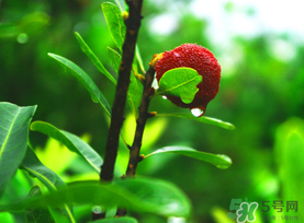 楊梅和海鮮能一起吃嗎？楊梅能和海鮮能一起吃嗎？