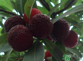 楊梅和芒果能一起吃嗎？吃完楊梅可以吃芒果嗎？