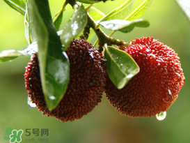 吃完楊梅不能吃什么？吃完楊梅可以吃別的水果嗎？