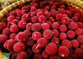 吃完楊梅不能吃什么？吃完楊梅可以吃別的水果嗎？