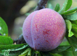 紅心李幾月份成熟？紅心李幾月份上市？