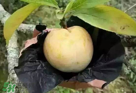 奈李什么時(shí)候成熟？奈李孕婦能吃嗎？