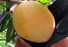 奈李什么時(shí)候成熟？奈李孕婦能吃嗎？