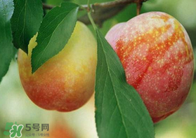 奈李什么時(shí)候成熟？奈李孕婦能吃嗎？