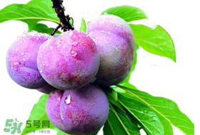 脆紅李什么時候成熟？脆紅李幾月成熟？