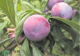 脆紅李什么時候成熟？脆紅李幾月成熟？