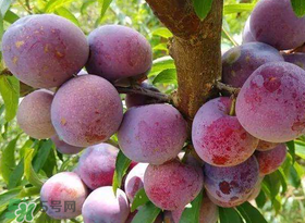 脆紅李什么時候成熟？脆紅李幾月成熟？