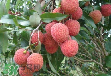 白糖罌荔枝怎樣保果的？白糖罌荔枝和白蠟的區(qū)別