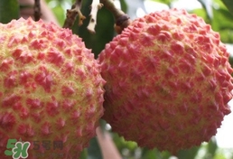 荔枝什么品種最好吃？什么品種的荔枝最貴