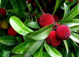 楊梅和黃瓜可以一起吃嗎？吃完楊梅可以吃黃瓜嗎？