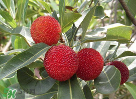 楊梅和黃瓜可以一起吃嗎？吃完楊梅可以吃黃瓜嗎？