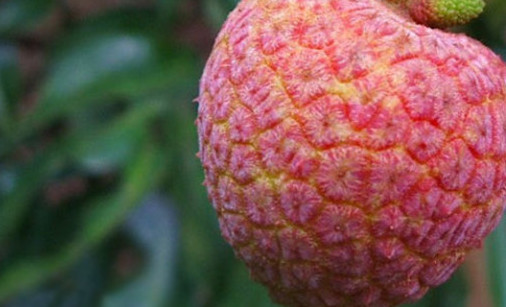 ? 掛綠荔枝多少錢一個(gè)？掛綠荔枝多少錢一斤2017