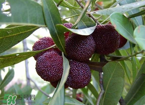 楊梅籽可以吞下去嗎？楊梅籽吞下去了怎么辦？