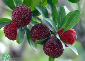 楊梅籽可以吞下去嗎？楊梅籽吞下去了怎么辦？