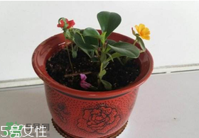 楊梅籽可以種嗎？楊梅籽怎么種小盆栽?？